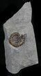 Promicroceras Ammonite - Dorset, England #30729-1